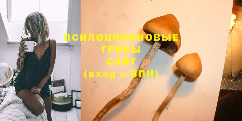 Галлюциногенные грибы Psilocybine cubensis  Грязи 